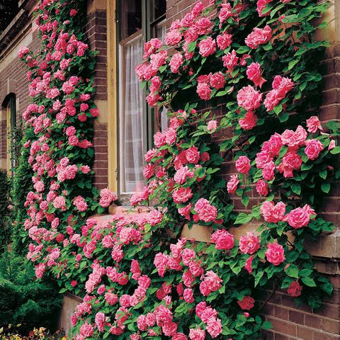 Twisora™ Elegant Climbing Rose Flower Seeds